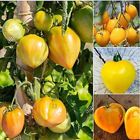Hạt giống cà chua trái tim vàng,giống chuẩn f1 -1 gói 20 hạt-tặng kèm gói phân bón lót
