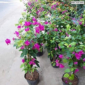 CÂY HOA GIẤY - CHẬU TO HOA SIÊU ĐẸP GIÁ RẺ
