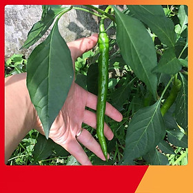 Mua Hạt Giống Ớt Hàn Quốc - Nảy Mầm Cực Chuẩn
