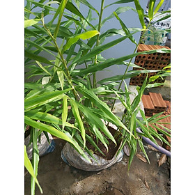 Mua lá gừng tươi