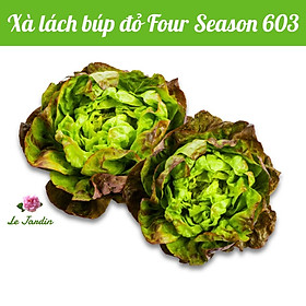 Hạt giống xà lách búp đỏ SEASON 603 gói 5gr - Chịu nhiệt