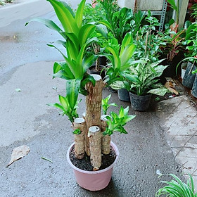 Mua Cây Thiết Mộc Lan 1m