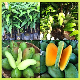 Mua Cây giống xoài hạt lép Thái Lan. cây giống thuần chủng F1