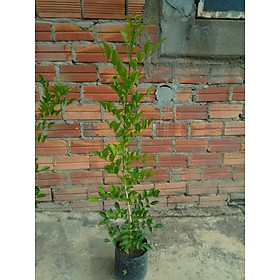 Cây hoa nguyệt quế, cây cao từ 30-50cm