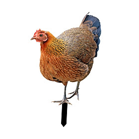 Animal Statue Stakes Realistic Chicken Sculpture for Patio Pathway Lawn Yard
