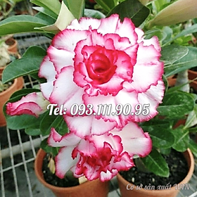 Cây hoa sứ kép Thái Lan màu trắng viền hồng cánh xoăn - Cây chưa có hoa – Mã số 1784