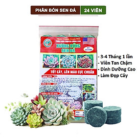 Phân Bón Sen Đá, Xương Rồng , Dạng Viên, Cho Cây Mọng Nước, Kích Rễ, Lên Màu Chuẩn Đẹp - Gói 24 Viên