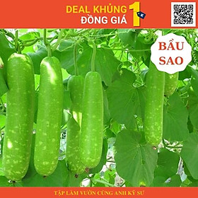 Mua Hạt giống bầu sao trái dài - Làm vườn cực dễ cùng anh kỹ sư