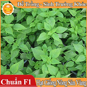 Mua Hạt giống Rau Kinh Giới ( Gói 1 Gram ) - Nông Sản Vàng