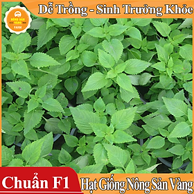 Hạt giống Rau Kinh Giới ( Gói 1 Gram ) - Nông Sản Vàng