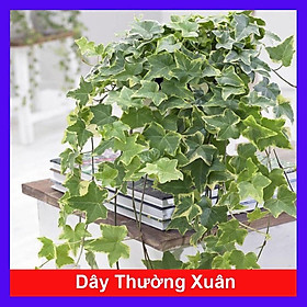 Mua Cây Thường Xuân - cây cảnh vườn + tặng phân bón cho cây