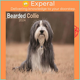 Sách - Bearded Collie Calendar 2024  Square Dog Breed Wall Calendar - 16 Month by  (UK edition, paperback)