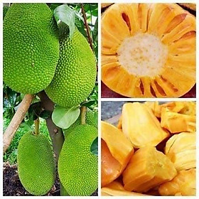 Cây Giống Mít Không Hạt Khổng Lồ Dòng F1