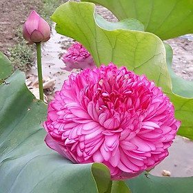 Hạt giống hoa Sen Thơm Ngàn Cánh màu sắc rực rỡ VTP159