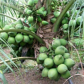 Cây dừa xiêm lùn ( giống siêu quả )