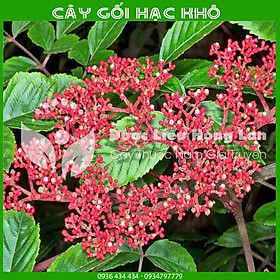 Mua Cây Gối Hạc khô đóng gói 1kg