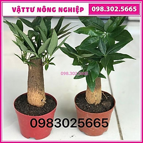 Mua Cây kim ngân để bàn