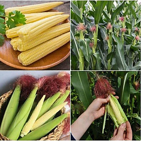 Mua Hạt Giống Ngô Bao Tử - 30 hạt/gói