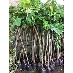 Mua Cây sa kê cây lớn