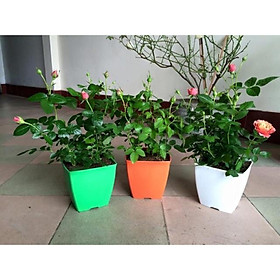 Combo 10 chậu nhựa vuông kích thước 16x16cm
