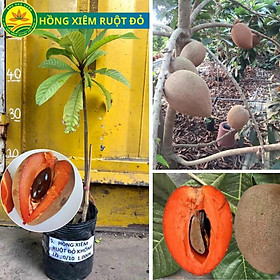 Hồng xiêm Thái ruột đỏ giống cây nhập khẩu thế hệ mới, quả to khổng khô năng suất, hiệu quả kinh tế cao
