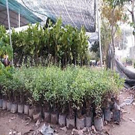 Mua CÂY GIỐNG LỰU ĐỎ LÙN