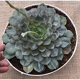 Chậu Sen Đá size đại SĐ8