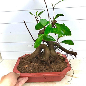 Mua Cây si búp đỏ bonsai mini cao 30 cm