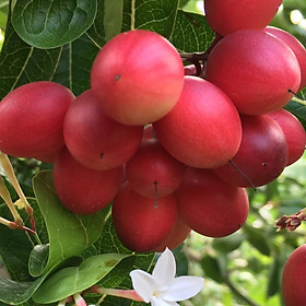Cây Siro Giống