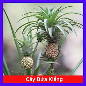 Cây dứa kiểng - cây thơm baby + tặng phân bón