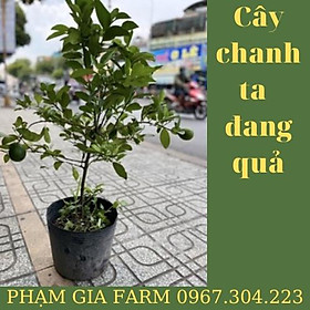 Cây chanh ta ăn cả lá và quả rất thơm cây cao khoảng 70 cm nha khách