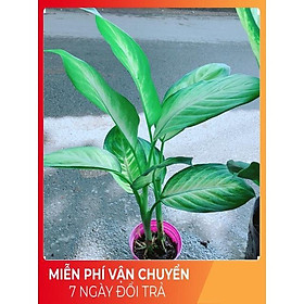 Hình ảnh Cây Vạn Niên Thanh