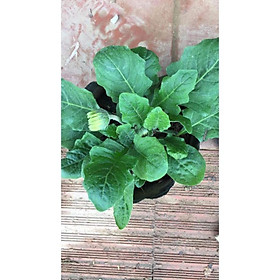 Mua COMBO 2 Chậu hoa đồng tiền lùn đang nụ đủ màu