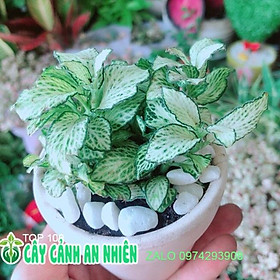 Chậu Cây Cẩm Nhung Xanh (cây may mắn)