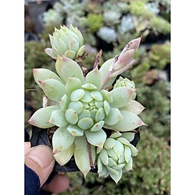 Mua Cây sen đá dù kim bụi_Ảnh thật