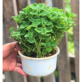 Mua Chậu cây Nhất Mạc Hương trồng nơi có nhiều nắng