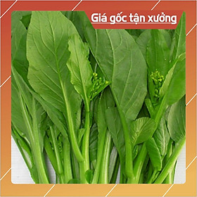 Hạt giống Cải Ngồng Mập 20gr