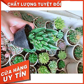 Xương rồng thanh sơn Nhiều Người Mua