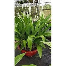 Mua 1 khóm địa lan hạc đỉnh trắng viền hồng tây bắc