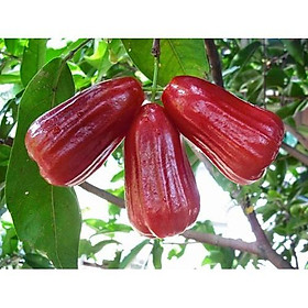 Mua Cây ROI ĐỎ THÁI LAN ghép (chiết)  cây bầu lớn quả to