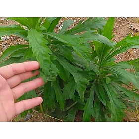 Cây ngải dại giống  - bầu 3 cây giống