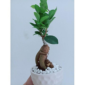 Cây Si Nhật SIÊU LÙN Bon Sai MINI ĐỂ BÀN SIÊU ĐẸP