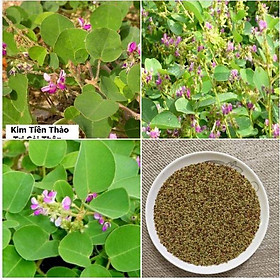 Mua Hạt giống Kim tiền thảo _ cây dược liệu_1 gói 50 hạt