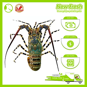 [GIAO NHANH HCM] Tôm Hùm Bông Đông Lạnh - 1 Con 1Kg