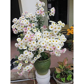 Cúc Tiểu thư đang sẵn nụ
