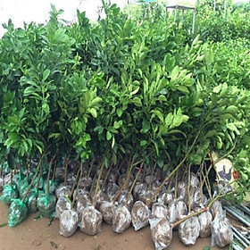 Mua CÂY GIỐNG CAM XOÀN MIỀN NAM