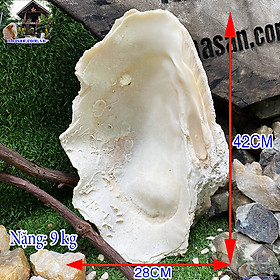 Mua Sò tai tượng hóa ngọc - Tài nguyên độc đáo cho nghệ thuật điêu khắc-9kg (KT: 42x28 cm)- VST11