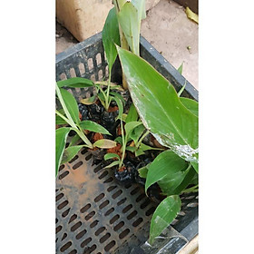 Mua Cây chuối hột rừng trong bầu - Đơn hàng thanh toán trước tặng 2 viến kích mầm