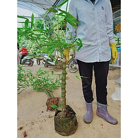 CÂY TRÚC PHẬT BÀ cao trên 1m