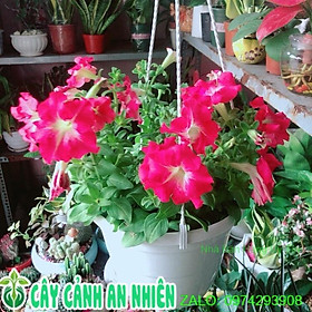 Mua Chậu Cây Dạ Yến Thảo